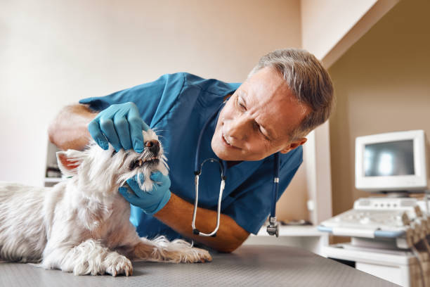 Best After-Hours Emergency Dentist in Montclair State University, NJ